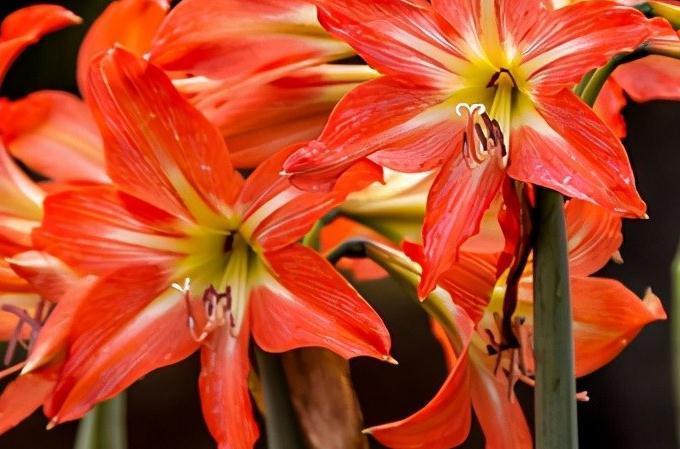 为什么盆栽朱顶红至少选用5个种球