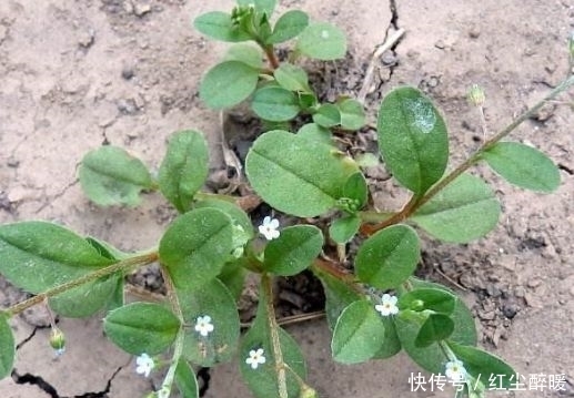 養(yǎng)胃|農(nóng)村稱為“地胡椒”的野草,涼拌口感味道一絕,其實(shí)還能養(yǎng)胃