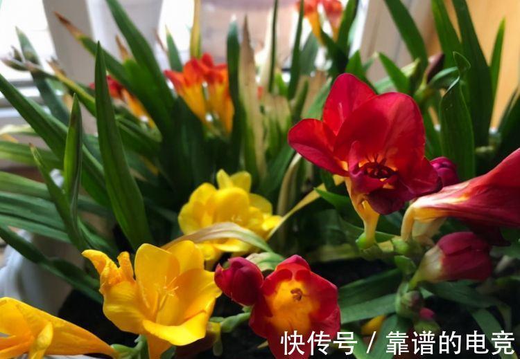 农历九月二十九霜降后，养什么花？以下3种花，红红火火事业有成