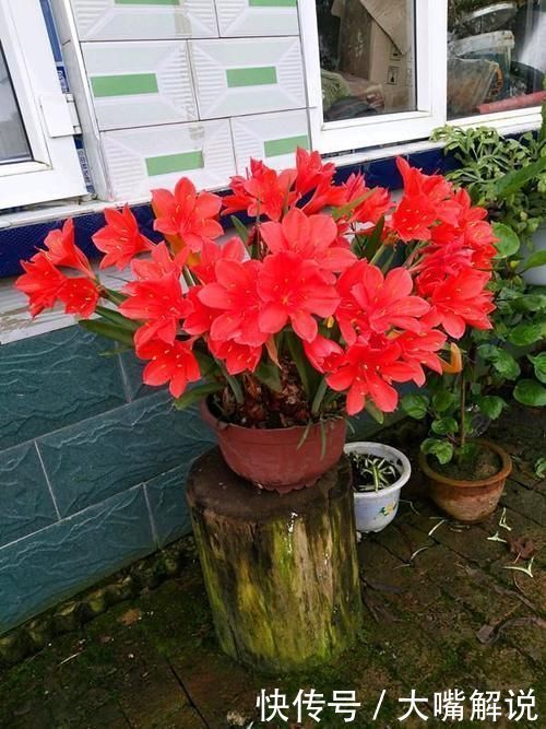 花期|此“花”寒冬季节可赏,花期长达60天,从冬到春,开花不停