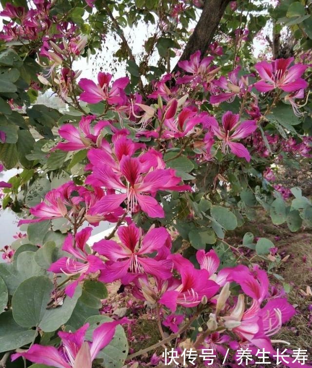 有些花名字太奇葩，叫出口太尴尬，开花却很美！