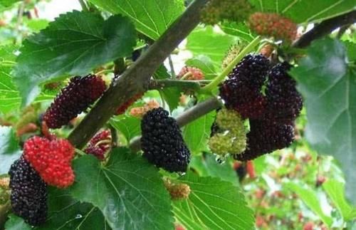 刺梨果|想长寿要先会吃,3种食物不能少,补血养颜,早吃早受益!