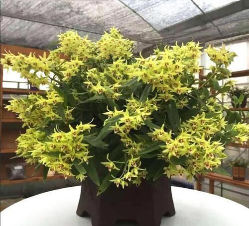  鲜艳|这款“兰花”价值高，花色鲜艳，观赏食用两不误，比银子还值钱