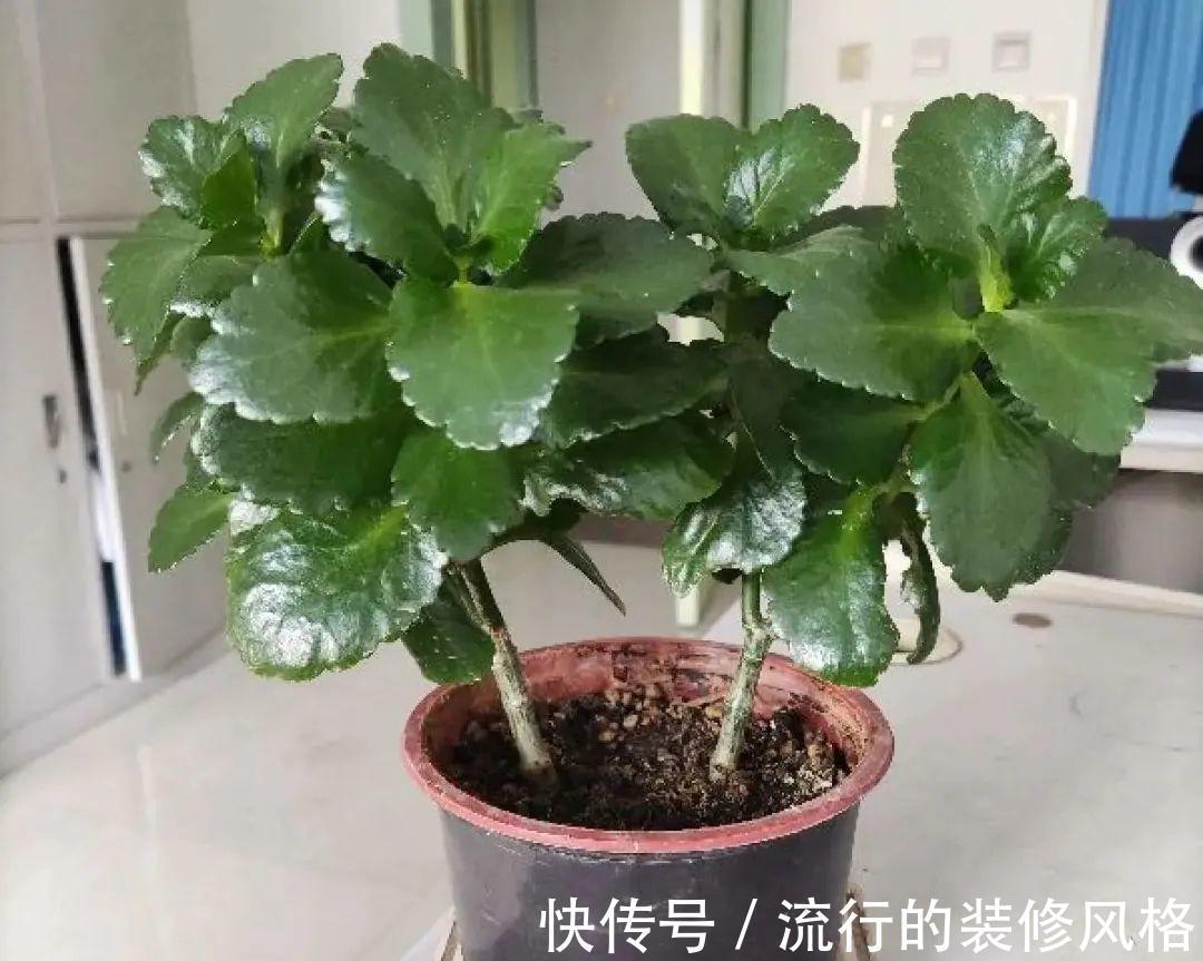 君子兰|8种花夏天不能买,买回来就死,白浪费钱