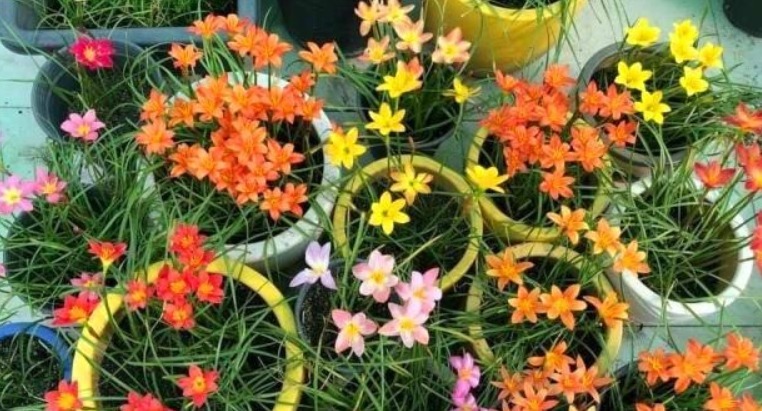 养花老师傅，这些花平常放屋里，下雨天拿出来，雨越大，花越旺