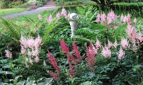 5种“阴暗花”，藏在角落里，年年自行繁殖，也能开成“仙花树”