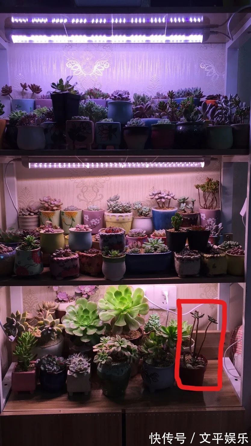 一组逆袭成功的多肉给它时间，它就会给你好看！