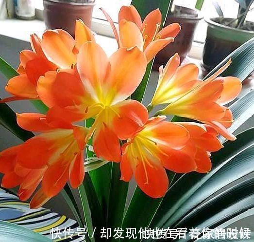 种花|3种花特别适合养客厅,一开就是300多天,关键好养又漂亮!