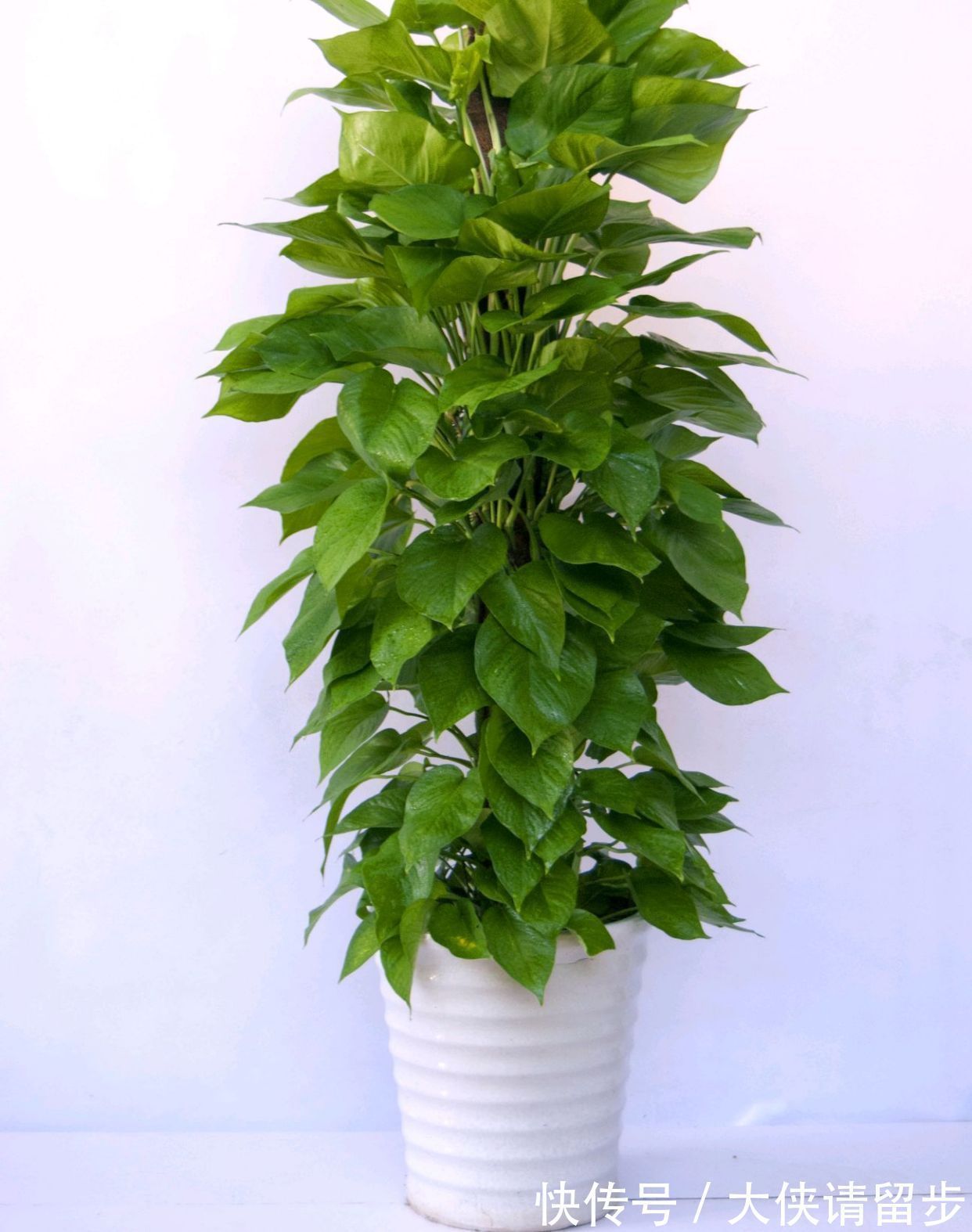 “人养花三年,花养人一生!”家居盆花100种,总有几款你喜欢