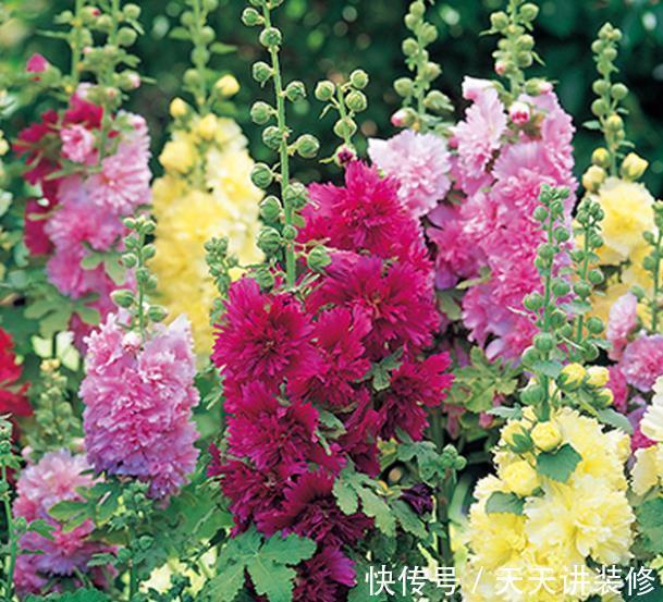 有个小院子，定要种上2种漂亮花，开出一片花海，美极了