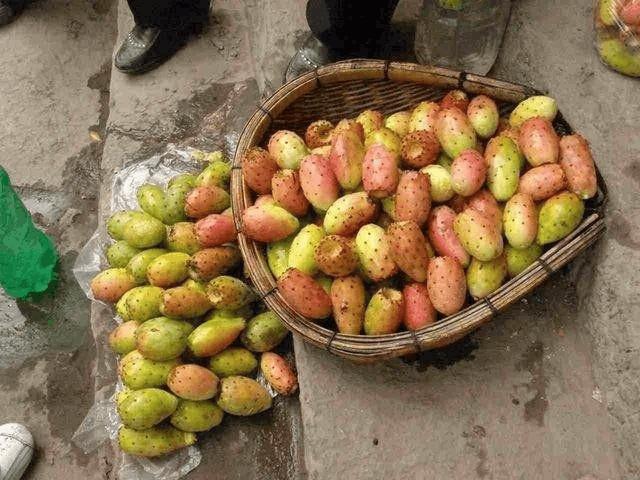 仙人掌果|农村山上经常出现的果实,城里人很多都没见过,你知道它是啥吗