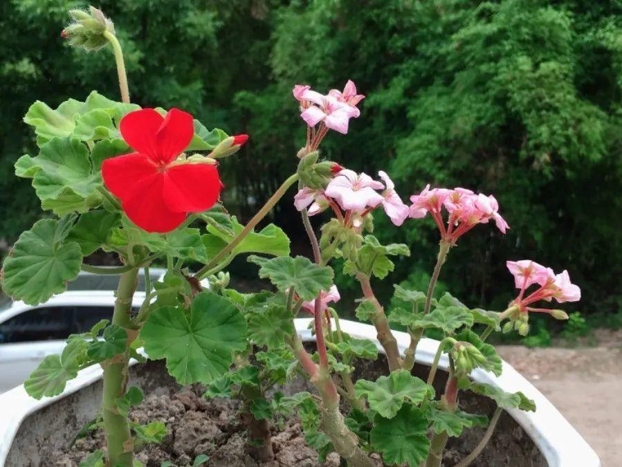 家里有这7种花,少浇水、不能晒,天热要休眠!