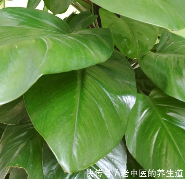 桔子皮水养花效果好,但有些花不能随便浇!