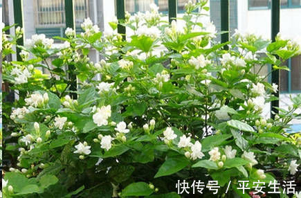 最厉害的养花营养液给茉莉花喝一勺,花苞呼呼长,清香飘满屋
