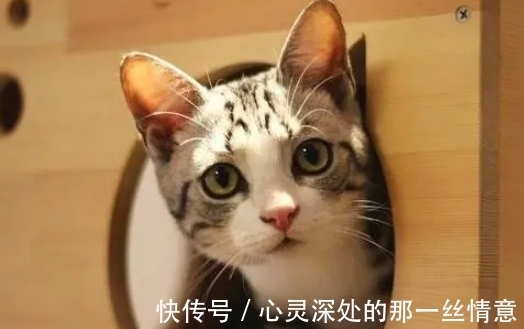 古人!我们为何不敢吃猫肉?古人早已试过,不是不敢而是不能