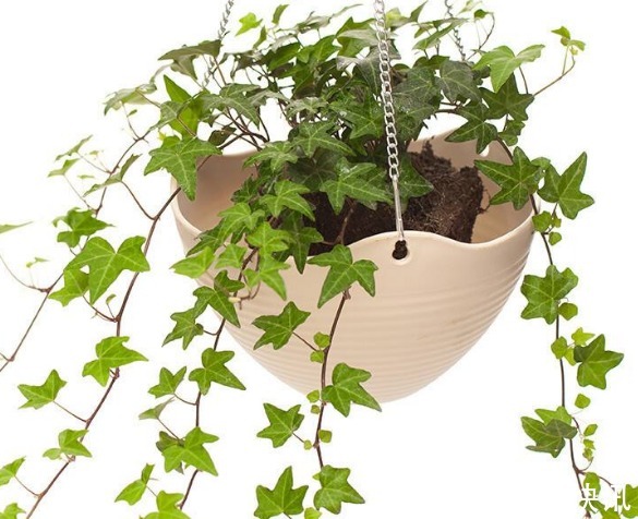 常春藤养不好“关键”3点要做好，四季常青长爆盆，美出新高度