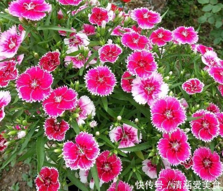 吉祥|4种花养家里,福旺运旺财更旺,开花吉祥富贵,招福添财
