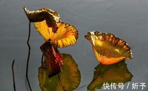 荷叶绿!一季繁花今渐落,满塘荷叶绿中残;八首婉约词,领略秋荷的美