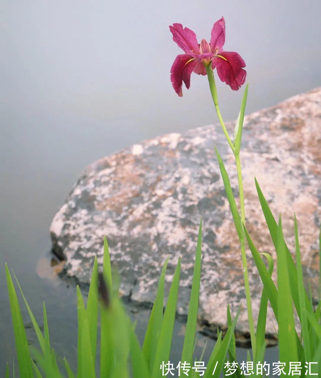 10种花太能喝水,一天一瓢水,7天爆满缸