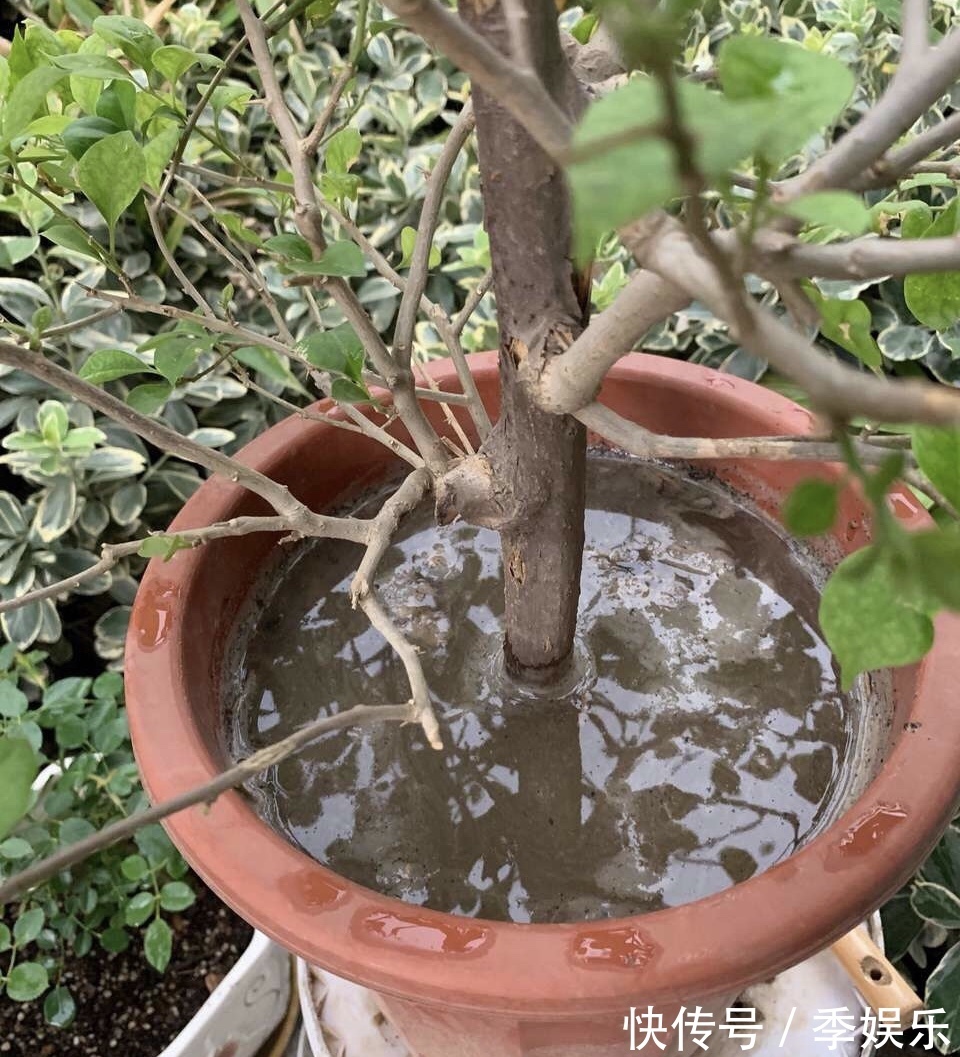 三角梅买回家以后,简单3步操作,30天花朵爆盆,小白都能养好