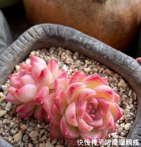 颗粒|养好多肉很容易,工地挖点河沙,纯河沙也能养多肉,根系超发达