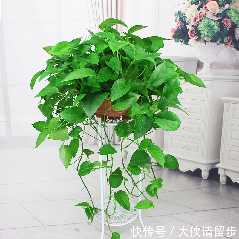 “人养花三年,花养人一生!”家居盆花100种,总有几款你喜欢