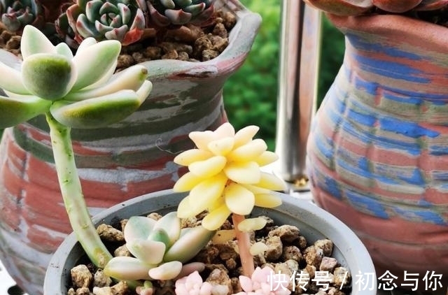 多肉中的“潜力股”,几元钱就能买到全锦的苗,越养越仙千金不换