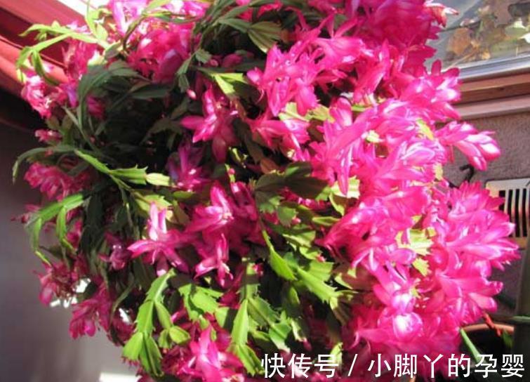 冬天蟹爪兰有“6怕”,及时避开才能开花爆盆,不然黄叶掉花苞