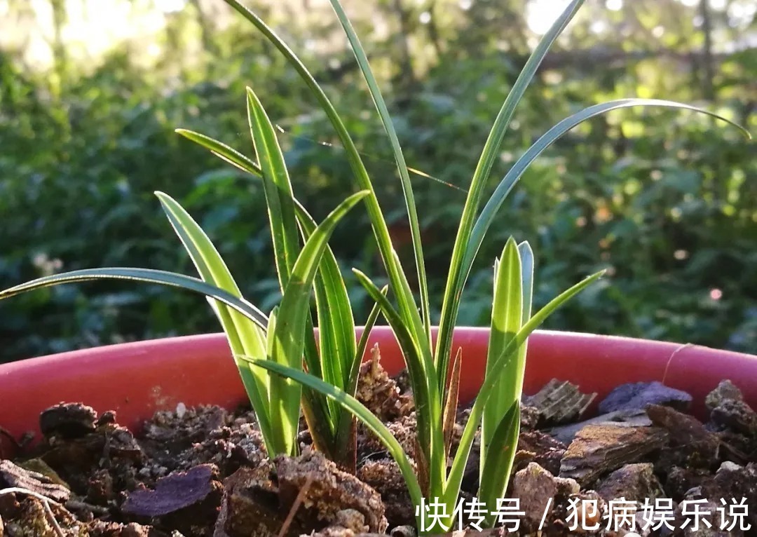 兰花|兰花僵苗怎么办？最怕这种错误判断，兰友：难怪一直不开花