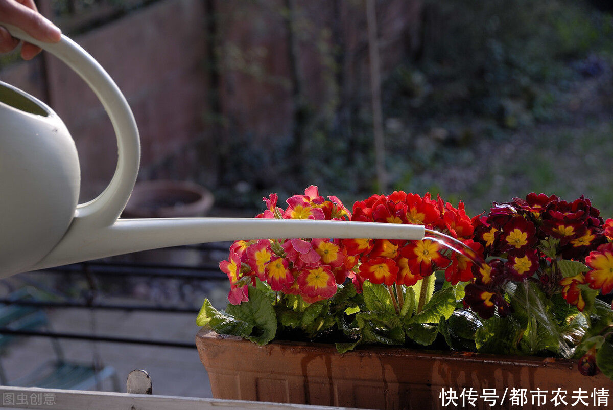  救治|盆栽知识入门必识：?盆花死亡的主要原因，以及救治方法