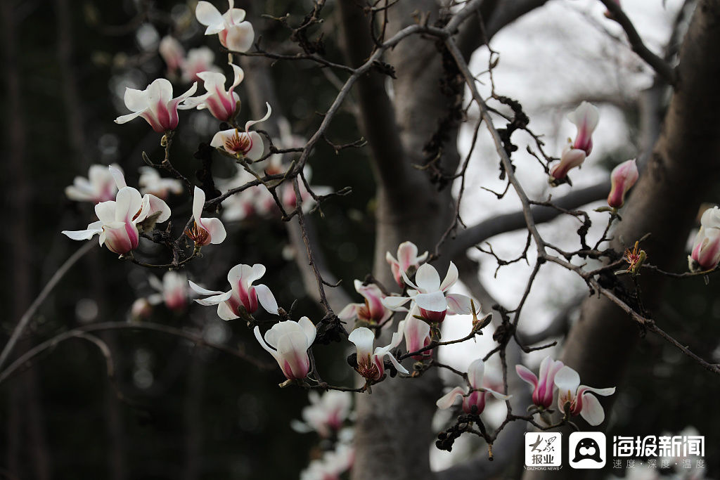 山东济南：玉兰花开春色艳丽