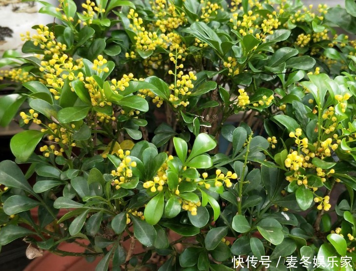 橡皮树|好花都是浇死的，10种常见花，浇水别太勤快！