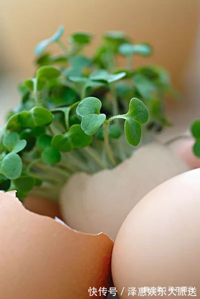 台友们|她用废弃的蛋壳“孵出”美丽的多肉植物，实在太迷你可爱了！