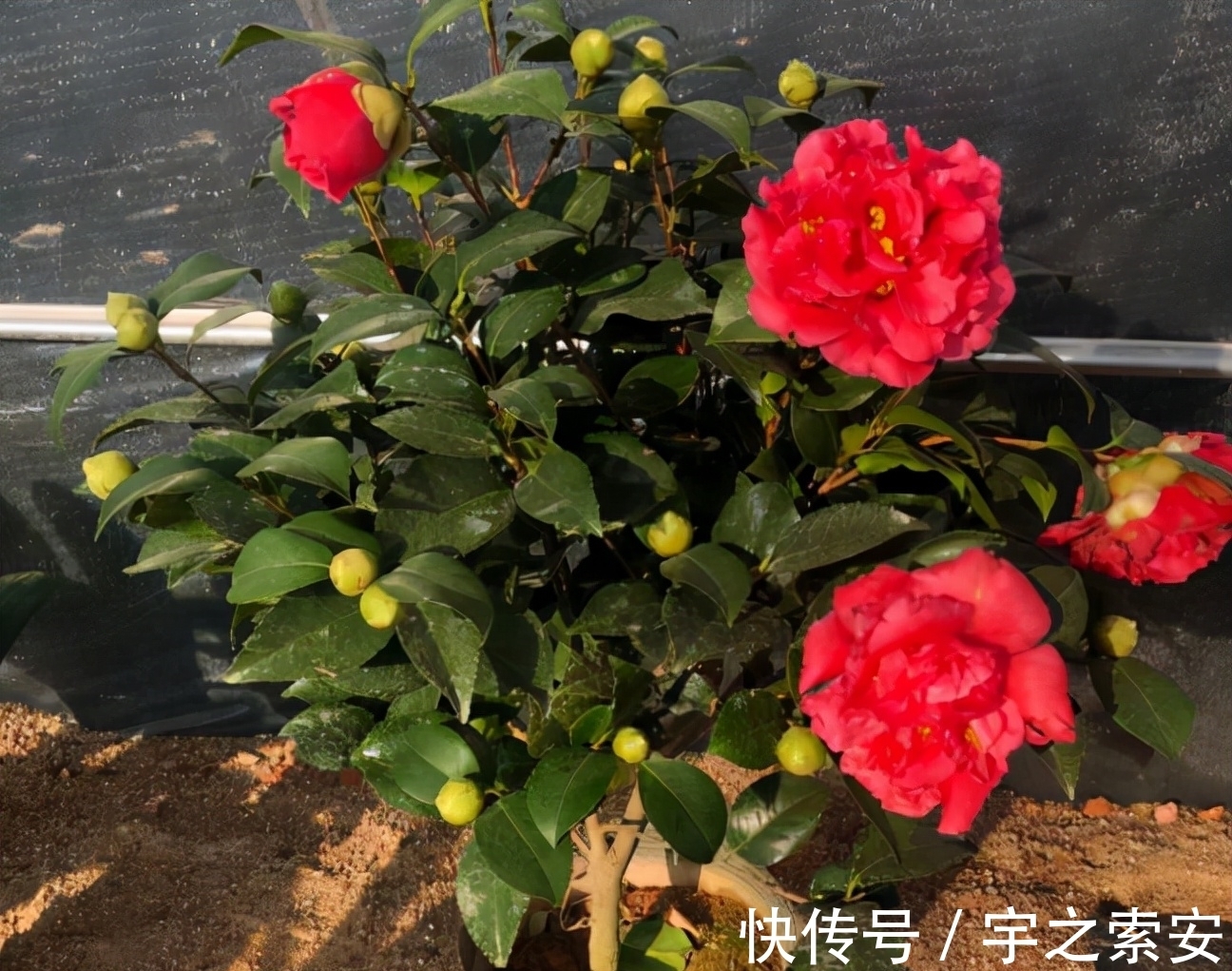 此茶花,比牡丹还美,花姿雍容大气,香味醇正悠远,新手也能养好