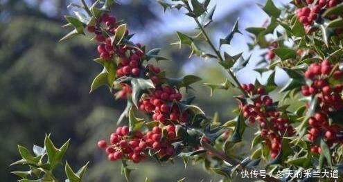 浑身|这个浑身是宝的东西,就你还养在家里当盆栽,一斤卖到几十元!