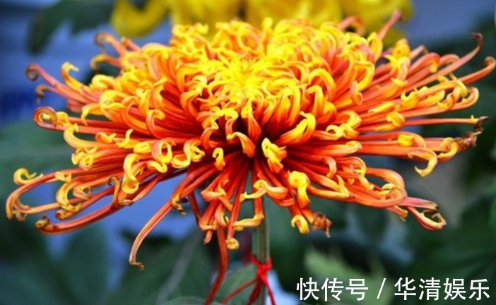 此菊,花开似“凤凰起舞”,属“十大名菊”,绚丽多姿,开花爆盆