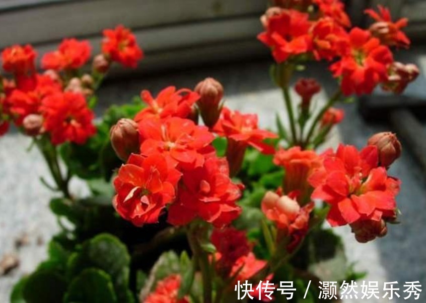 “3种花”不要随便送人,多养几盆在家,不仅旺宅还招财!