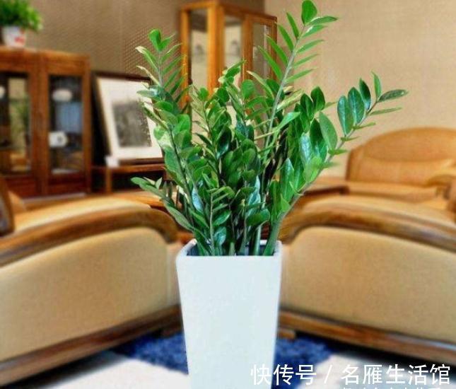 客厅见树,家业稳固!适合客厅养的五种树,大气美观,幸福感倍增