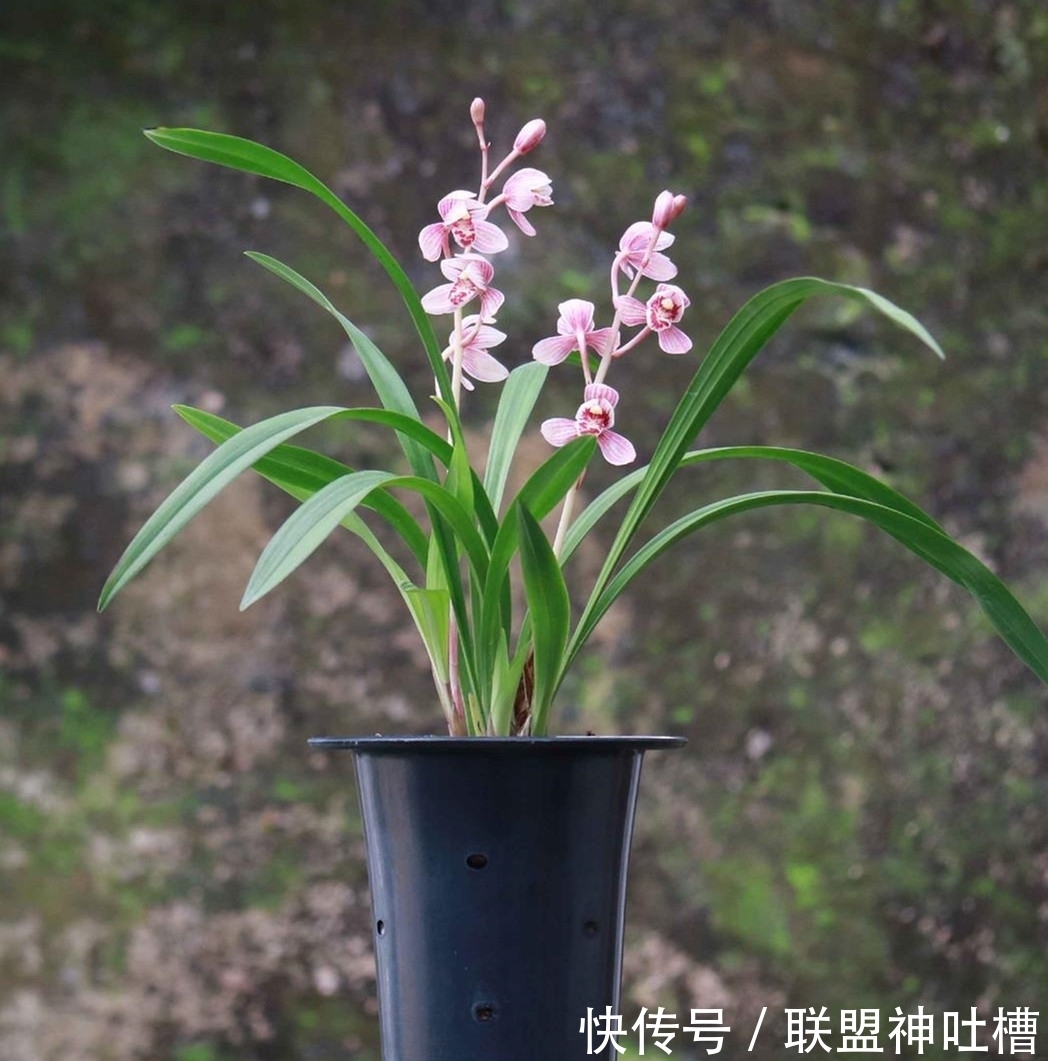 最有“爆发力”的兰花，12月火力全开，花色顶级，怎么看都觉得美