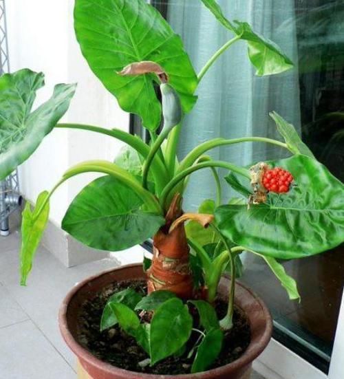 生长|滴水观音又叫千手观音,盆栽得做到4点,方能越养越旺盛