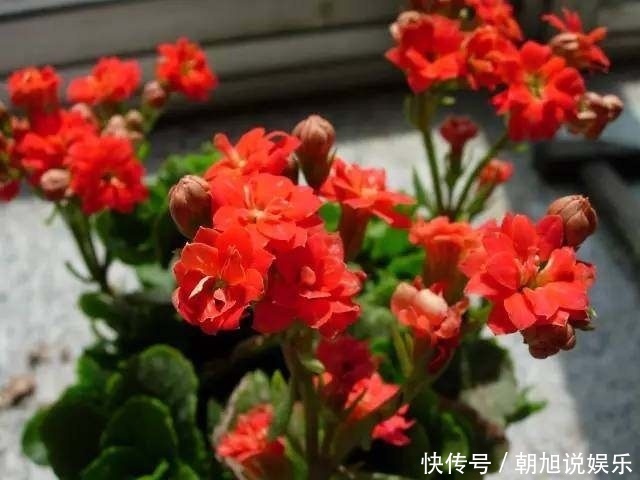 满盘|养了几年的长寿花，不开花，别人的花开满盘，原来是这样！