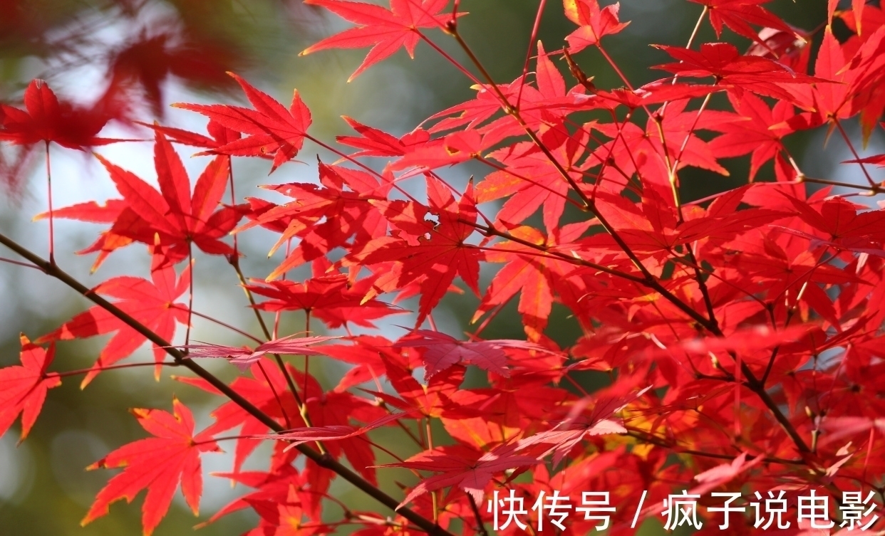 江阔云$满满全是人生的10大诗词排行榜,都有哪些优秀的诗词入榜?