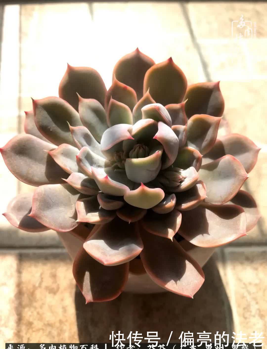 养花|一种爱好就是一种境界,养花养多肉可以培养一个人的心境!