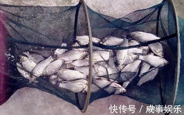 大鲫鱼|十钓九空原来这饵才是大鲫鱼的最爱,后悔没早一点发现