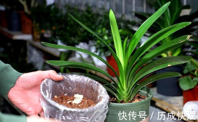 春夏秋冬，君子兰施肥要“恰到好处”，叶片肥绿，开花多不夹箭