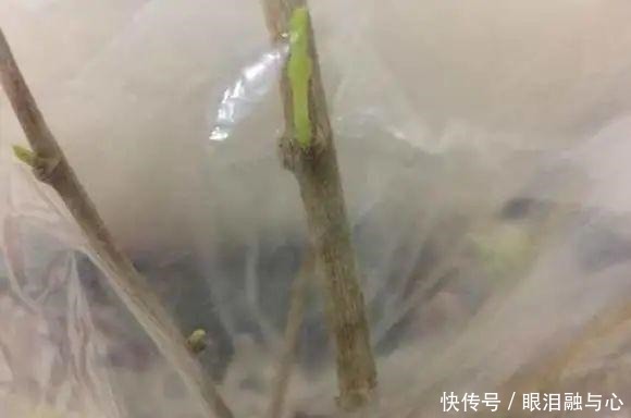 寒潮来了,害怕花受冻,赶紧这么做!寒潮来了,害怕花受冻,赶紧这么做!