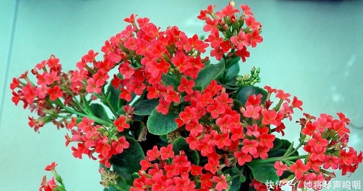 天竺葵|6种花“养小不养老”,越老越不好看,赶紧剪一刀