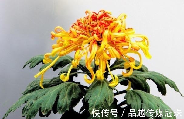 这首诗@苏轼少为人知的一首诗, 却最值得我们铭记在心!