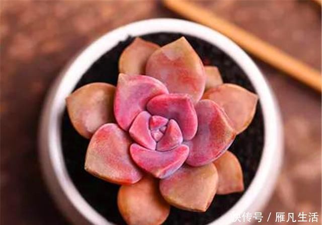 光照|多肉中的潜力股，比吊兰好养，比玫瑰漂亮3招养成绚丽悬崖桩