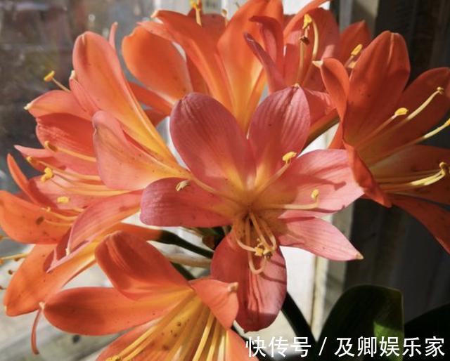 养花别浇“营养液”，就用“1种肥水”，浇1次，1年不用施肥！